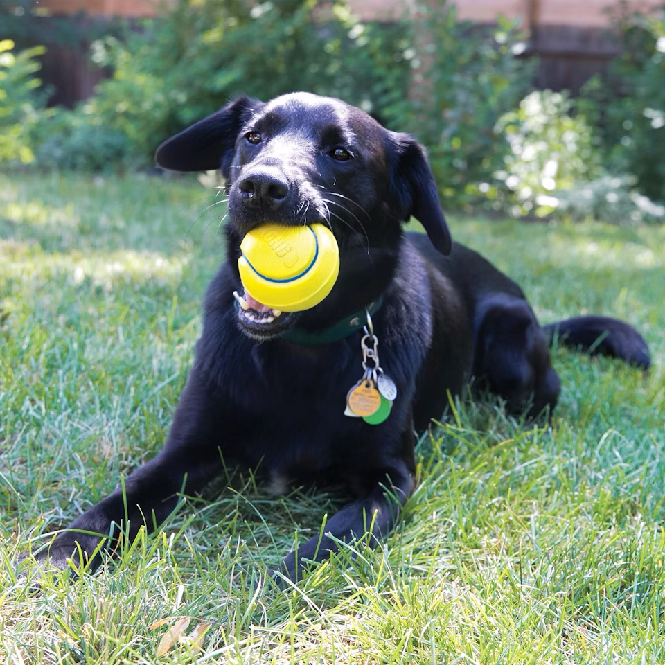 HUNDLEKSAK KONG SQUEEZZ TENNISBOLL