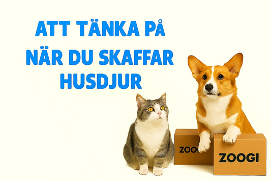 SKAFFA EN LIVSKAMRAT? HÄR ÄR 7 VIKTIGA SAKER ATT TÄNKA PÅ