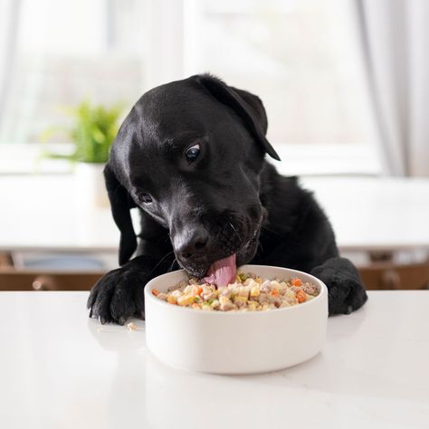 Hundmat